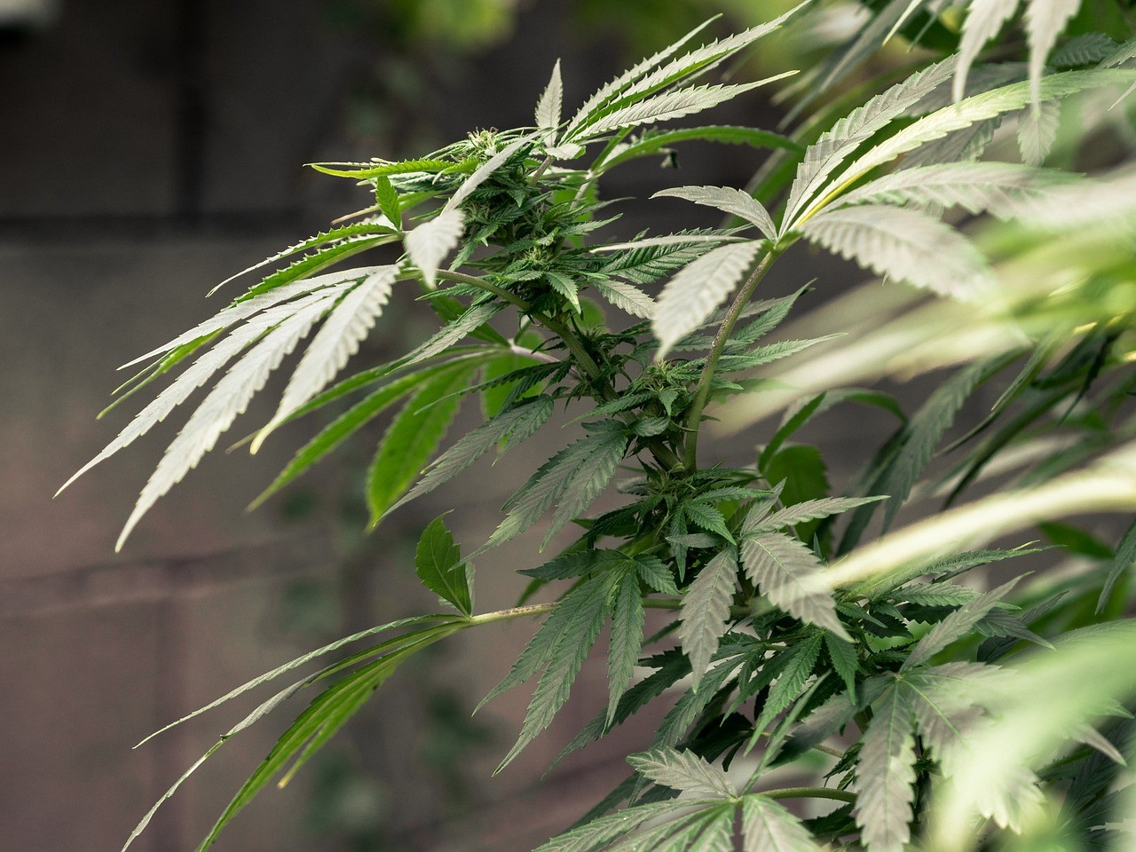 New Cannabis Group Opposes Recreational Pot Initiative, Plots an Alternative