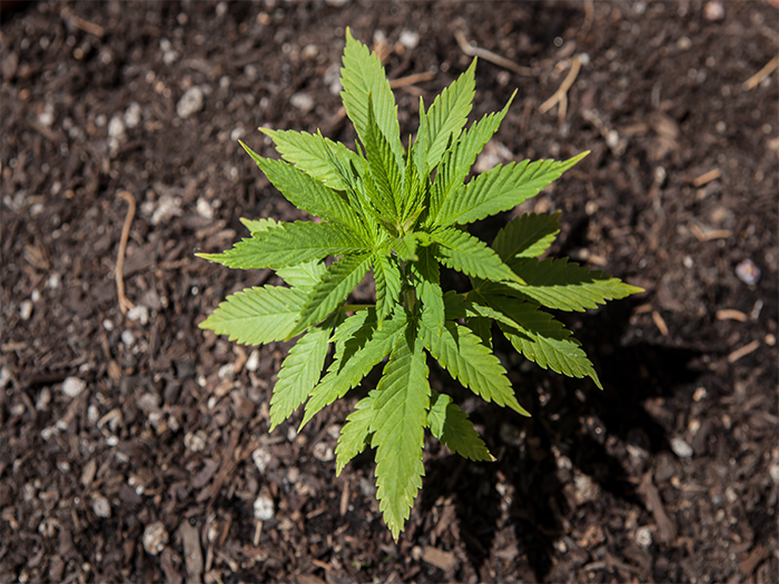 Fertilizers for your Marijuana Plant Herban