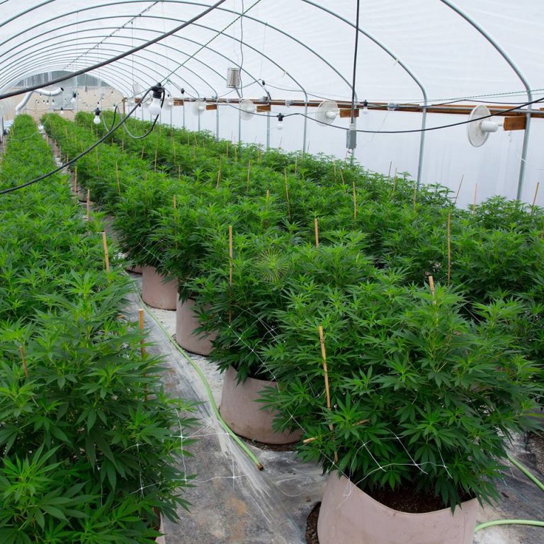 Deep Creek Gardens Marijuana Producers Oregon Us Herban Planet