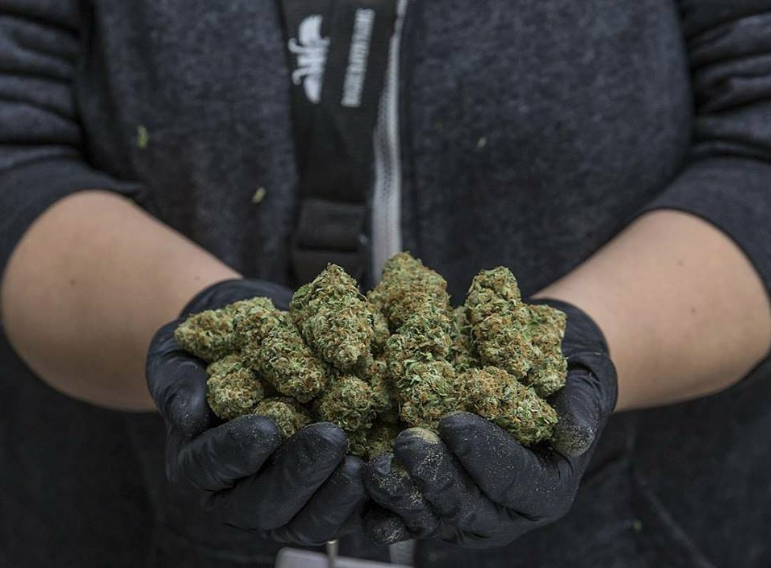 Rogue Raven Farms Marijuana Producers Shelton Washington Us Herban Planet