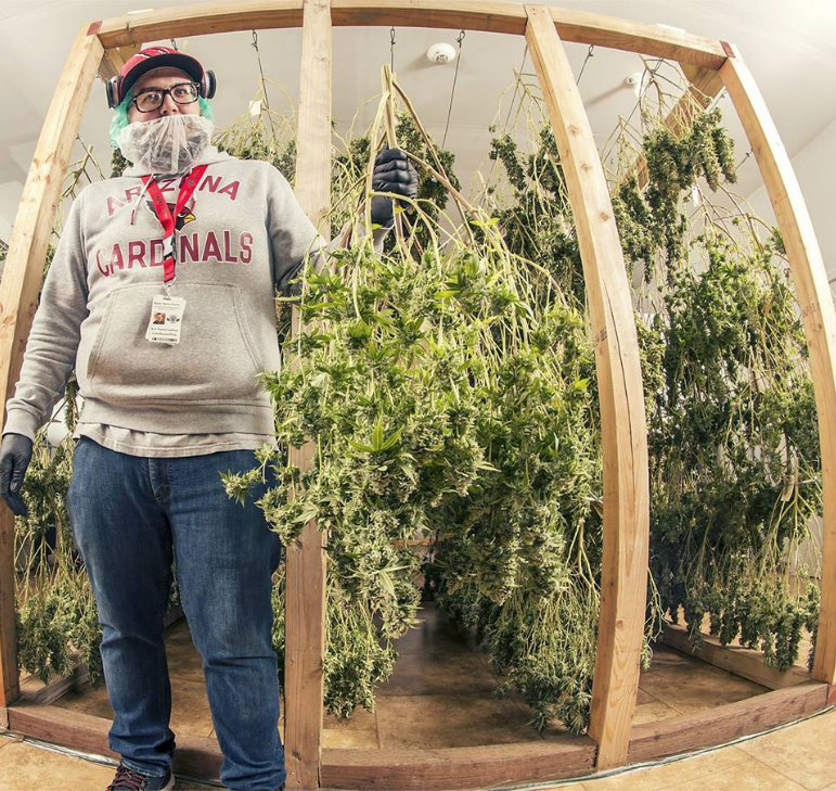 Rogue Raven Farms Marijuana Producers Shelton Washington Us Herban Planet