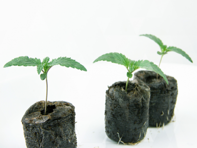 Master the first stages of growing your sun-grown cannabis